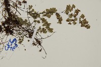 深山鐵線蕨、月芽鐵線蕨藏品圖，第3張