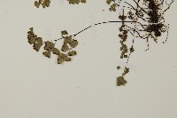 深山鐵線蕨、月芽鐵線蕨藏品圖，第4張