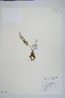 小葉鐵角蕨藏品圖，第1張