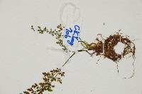 小葉鐵角蕨藏品圖，第6張