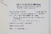 針葉耳蕨藏品圖，第2張