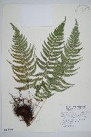 馬祖耳蕨藏品圖，第1張