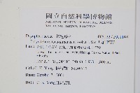 馬祖耳蕨藏品圖，第2張