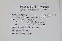 薄葉碎米蕨藏品圖，第2張