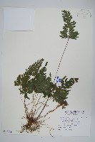 翅柄鳳尾蕨藏品圖，第1張