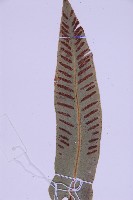 對開蕨藏品圖，第3張