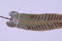 對開蕨藏品圖，第4張