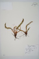 杜氏耳蕨藏品圖，第1張