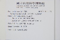 杜氏耳蕨藏品圖，第2張