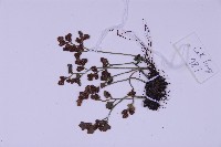 銀杏葉鐵角蕨藏品圖，第3張