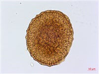 銀杏葉鐵角蕨藏品圖，第2張