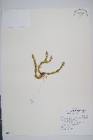 反捲葉石松藏品圖，第1張