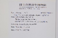 反捲葉石松藏品圖，第2張