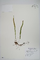 擬芨瓦葦藏品圖，第1張