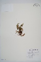 芽胞耳蕨藏品圖，第1張