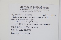 芽胞耳蕨藏品圖，第2張