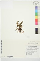 芽胞耳蕨藏品圖，第2張