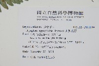 深山鱗毛蕨藏品圖，第2張