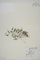 姬鐵角蕨藏品圖，第1張