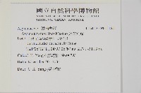 姬鐵角蕨藏品圖，第2張