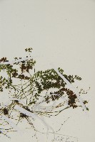 姬鐵角蕨藏品圖，第3張