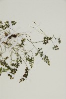 姬鐵角蕨藏品圖，第4張