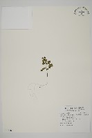 深山鐵線蕨、月芽鐵線蕨藏品圖，第1張