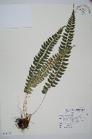 軟骨耳蕨藏品圖，第1張