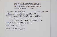 軟骨耳蕨藏品圖，第2張