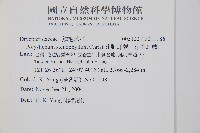 芽胞耳蕨、芽孢耳蕨藏品圖，第2張