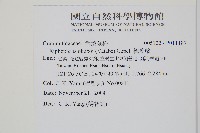 梳葉蕨藏品圖，第2張