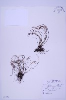 線葉鐵角蕨藏品圖，第1張