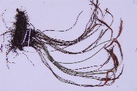 線葉鐵角蕨藏品圖，第3張