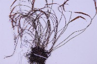 線葉鐵角蕨藏品圖，第4張