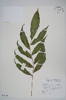 頂芽新月蕨藏品圖，第1張