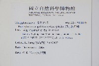 頂芽新月蕨藏品圖，第2張