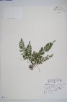 南仁實蕨、南仁刺蕨藏品圖，第1張