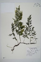 華東瓶蕨藏品圖，第1張