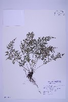 尖葉鐵角蕨藏品圖，第1張