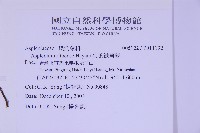 尖葉鐵角蕨藏品圖，第2張