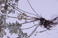 尖葉鐵角蕨藏品圖，第3張