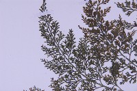 尖葉鐵角蕨藏品圖，第4張