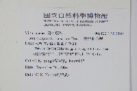 臺灣車前蕨藏品圖，第2張