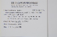 華東瓶蕨藏品圖，第2張