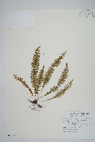 密毛蒿蕨藏品圖，第1張