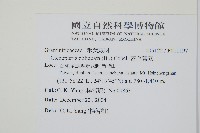 密毛蒿蕨藏品圖，第2張