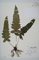 假腸蕨藏品圖，第1張