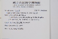 假腸蕨藏品圖，第2張