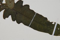 假腸蕨藏品圖，第3張