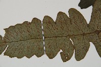 假腸蕨藏品圖，第4張